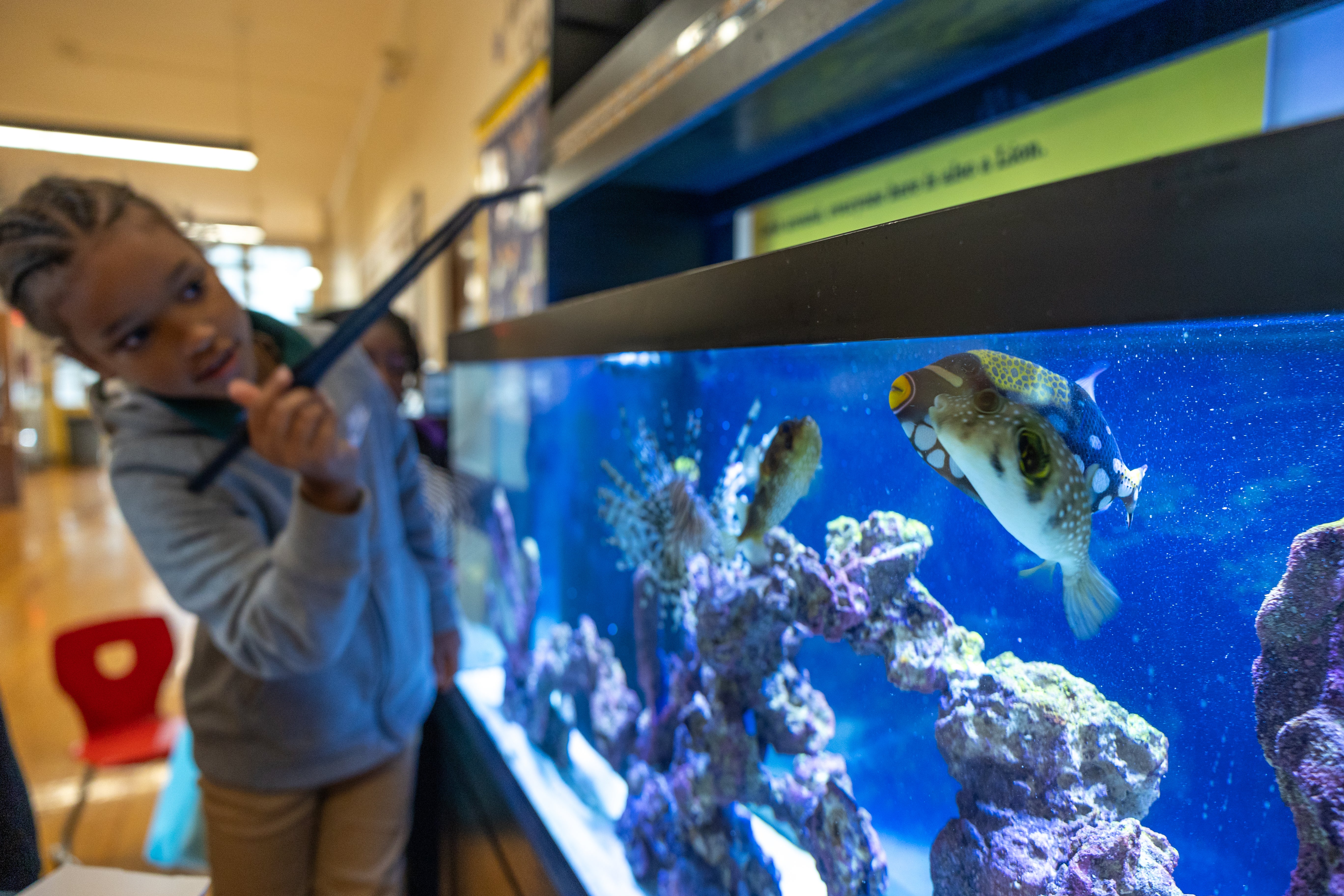 Student feeds fish in fish tank during out-of-school-time program.